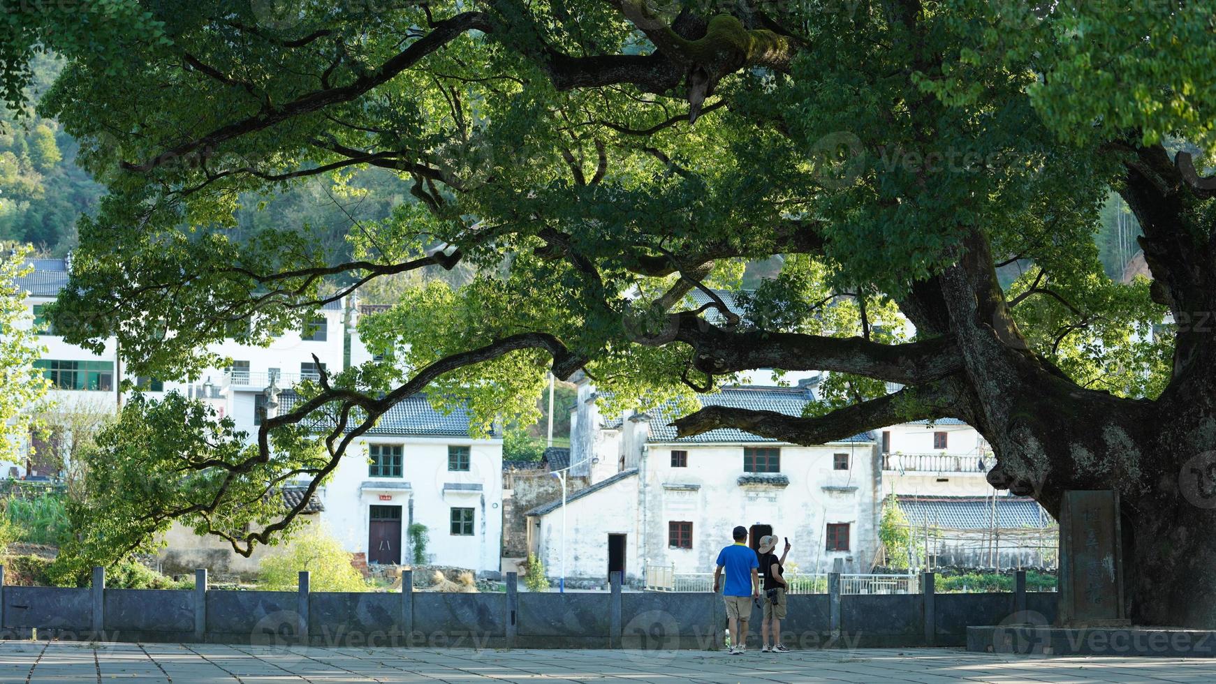 The old and big tree view full of the green leaves on it in the countryside of the China photo