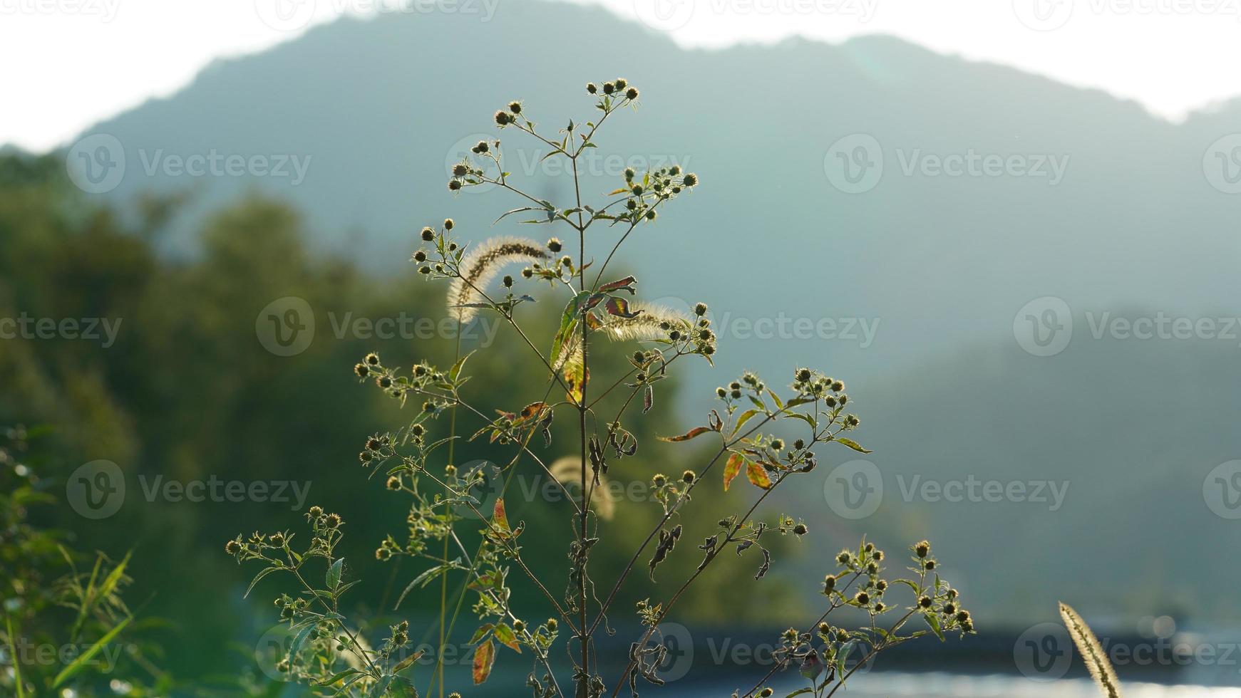 The beautiful traditional Chinese village view with the classical architecture and fresh green trees as background photo