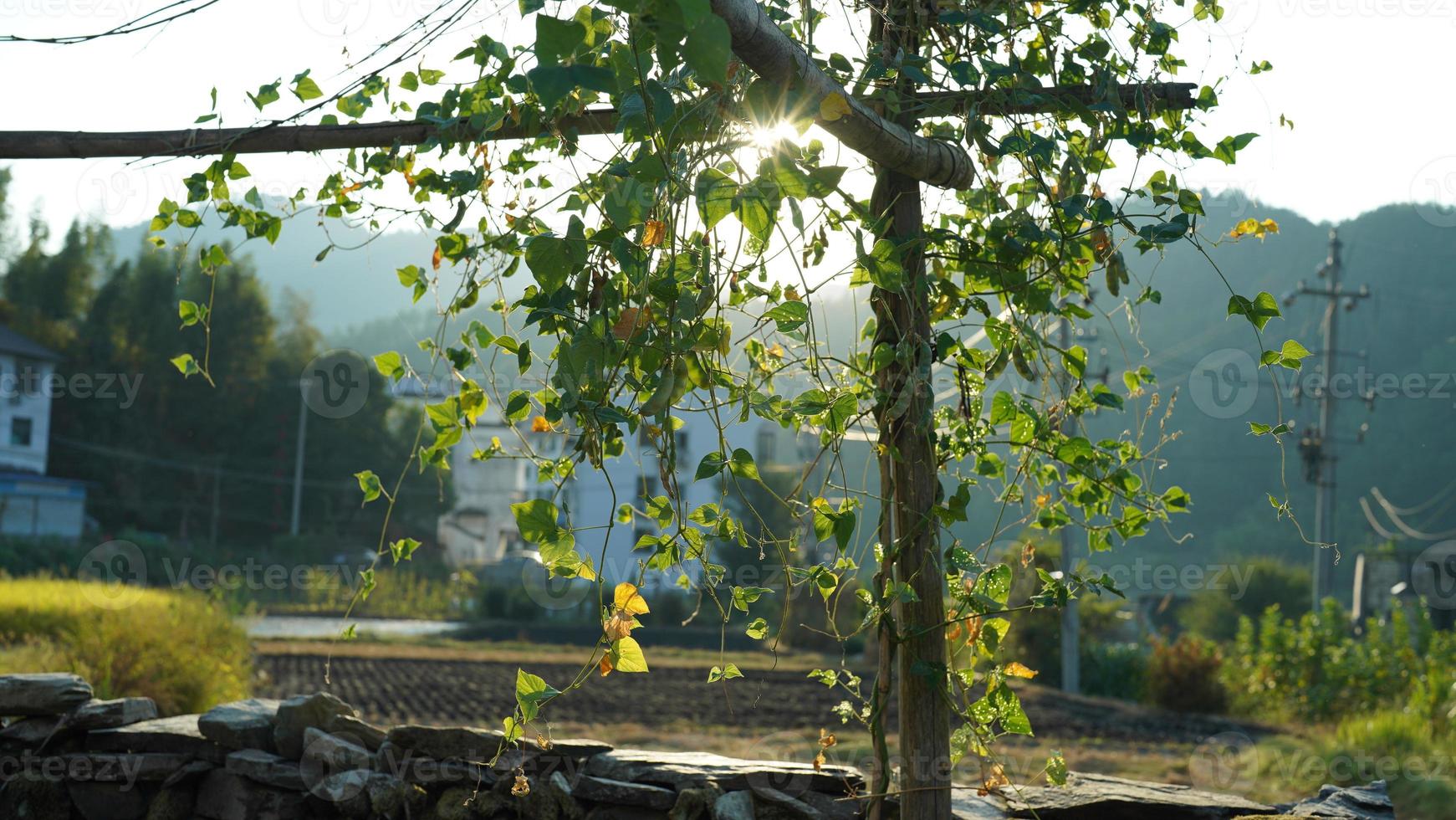 The beautiful traditional Chinese village view with the classical architecture and fresh green trees as background photo