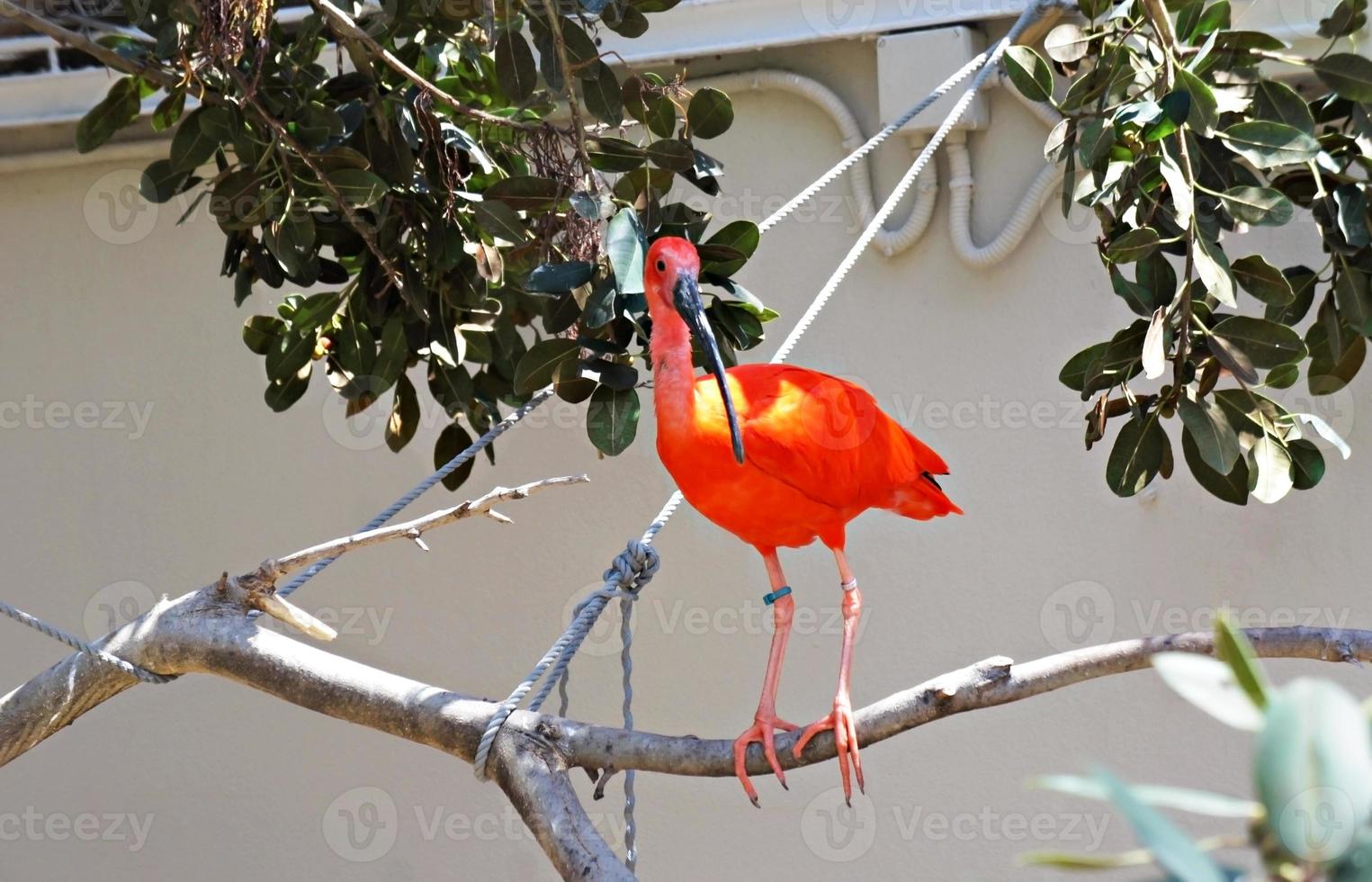 pájaro rojo escarlata ibis eudocimus ruber en una rama en el zoológico foto