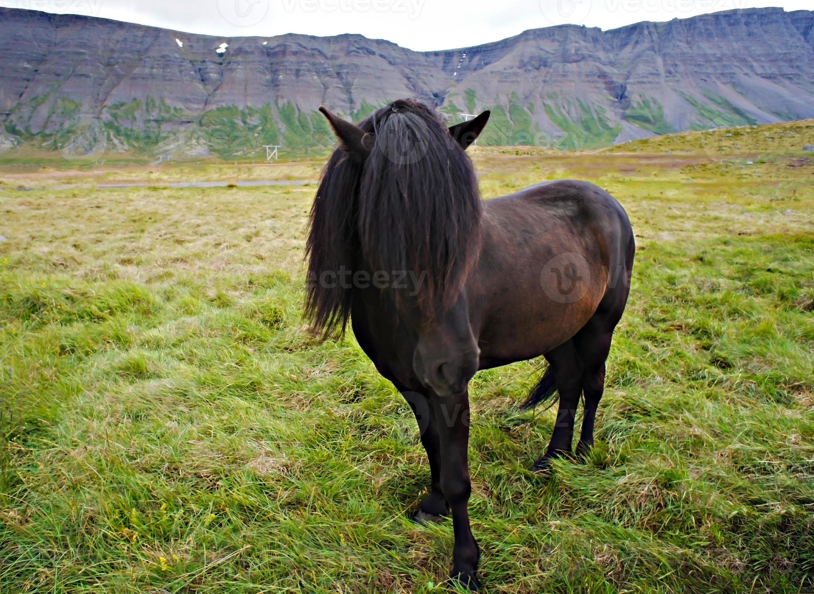 Dark brown Icelandic horse with fluffy black forelock and mane standing on  green grass against the background of mountains, horse close-up portrait,  landscape 13364159 Stock Photo at Vecteezy