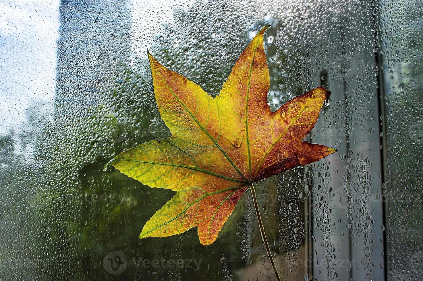 Bright fallen autumn maple leaf on window in raindrops. Abstraction, autumn background photo