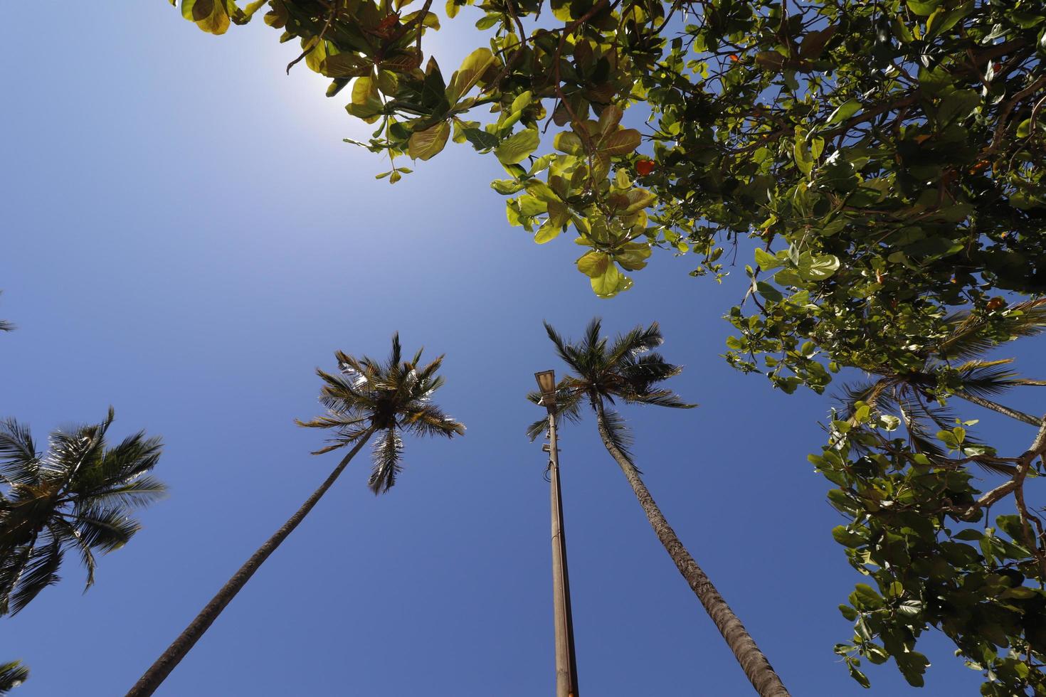 Rio de Janeiro, RJ, Brazil, 2022 - Palm trees and sea almond trees at Red Beach, Urca neighborhood photo