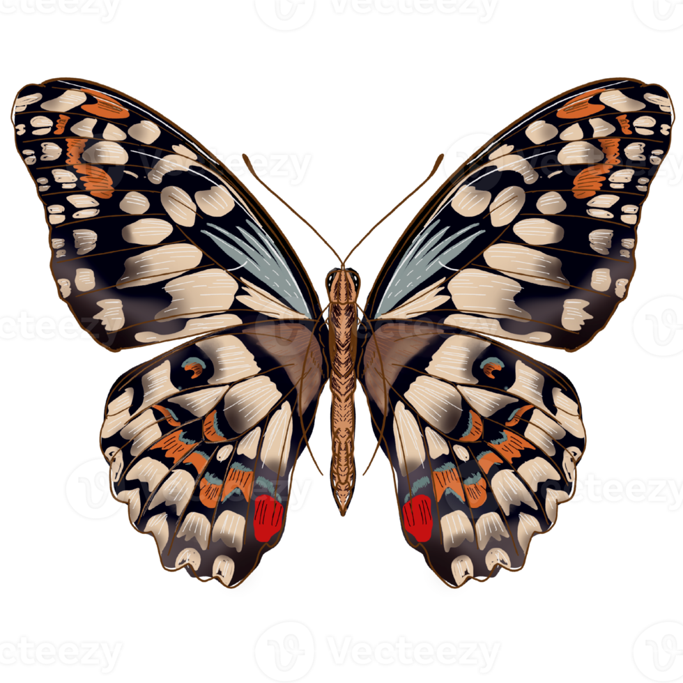 drawing  butterfly insect collection line butterfly png