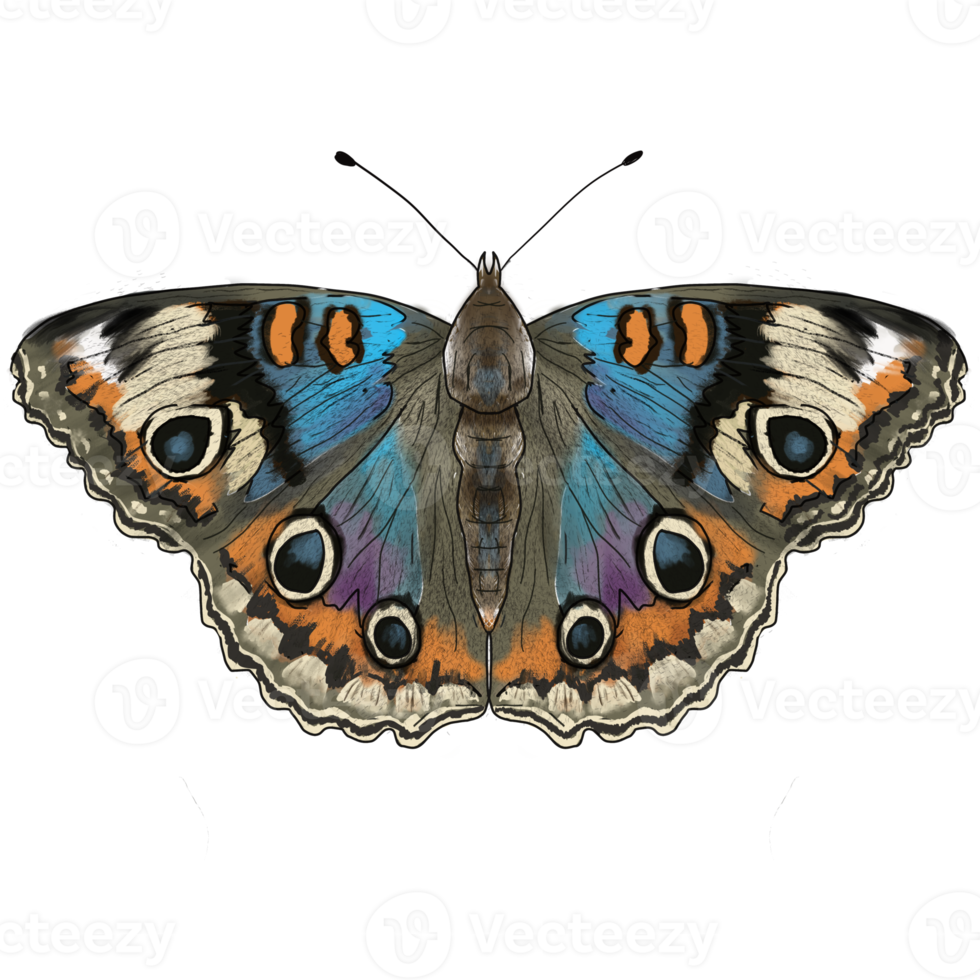 drawing two butterfly insect collection png