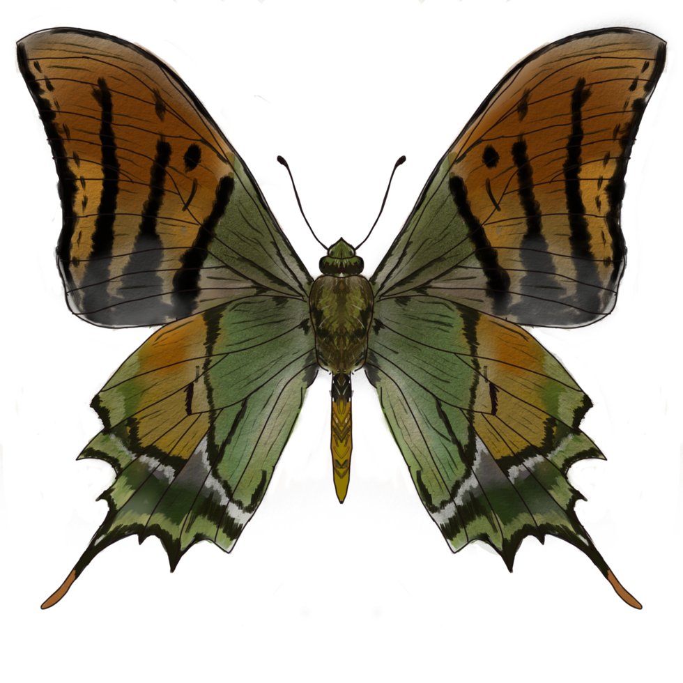 drawing two green butterfly insect collection png