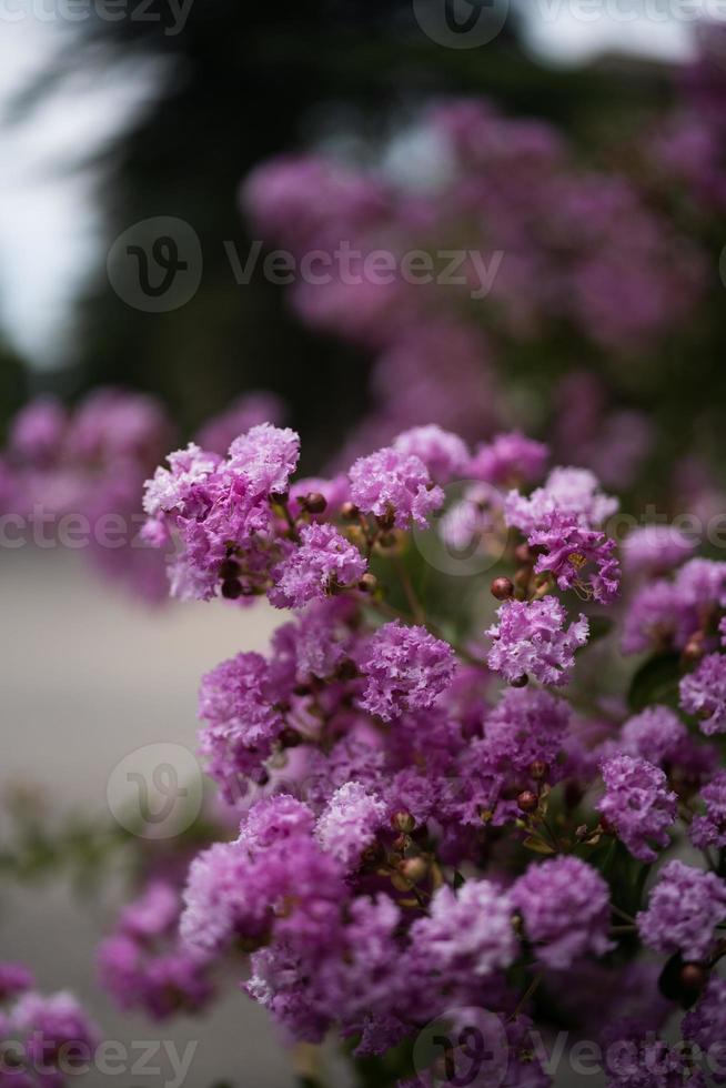 The wonderful purple flowers photo