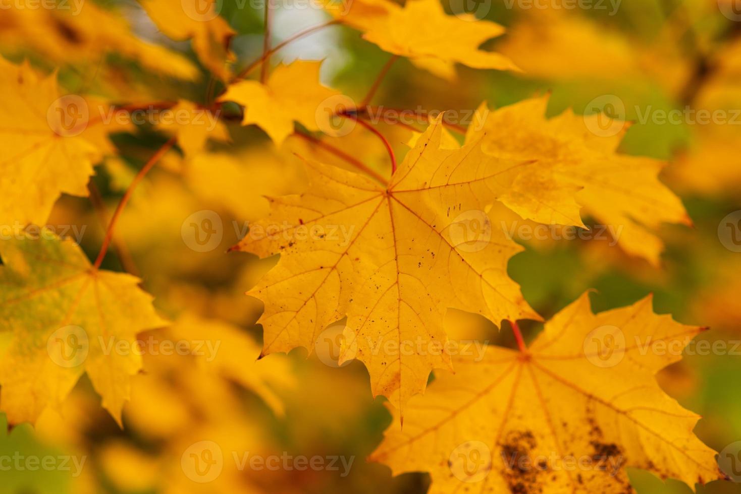 autumn tree with orange maple leaf on branches photo