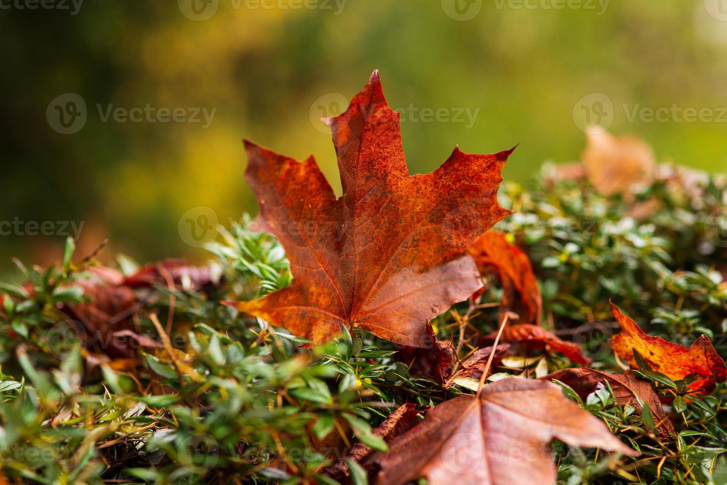 hoja de arce naranja de otoño caída en un arbusto verde el día foto
