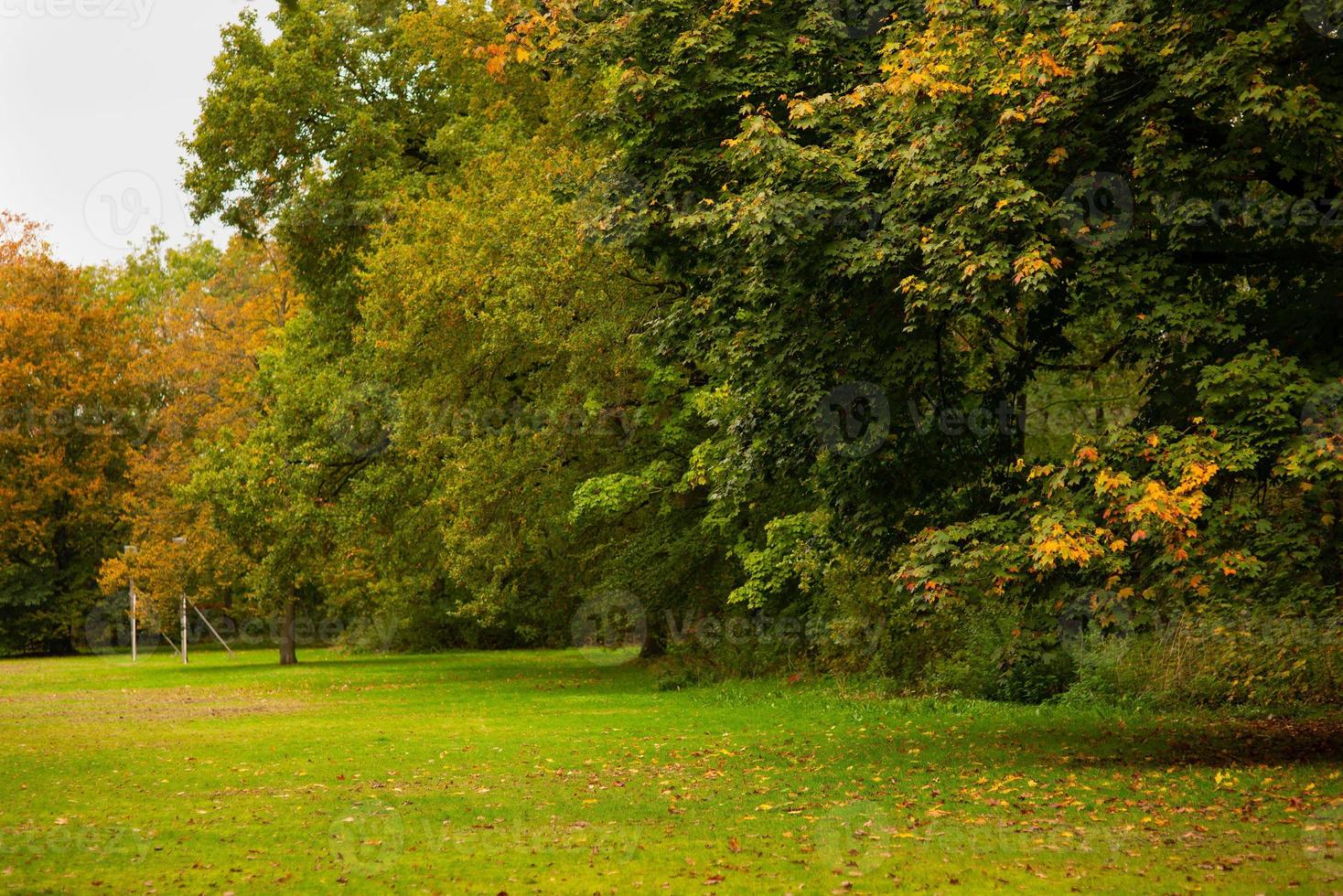 autumn park with green grass in the meadow and trees photo