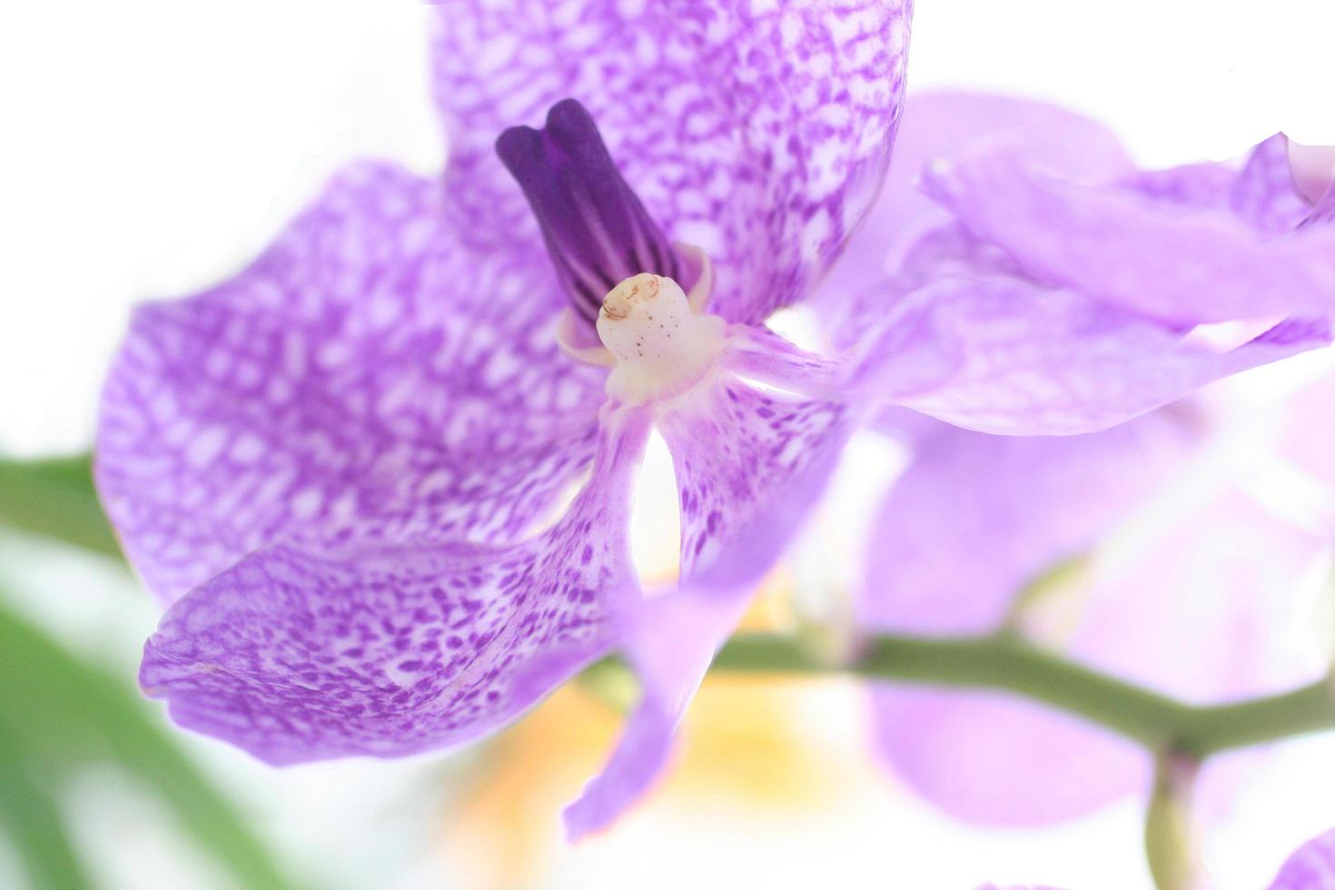 Orchid flower close up photo