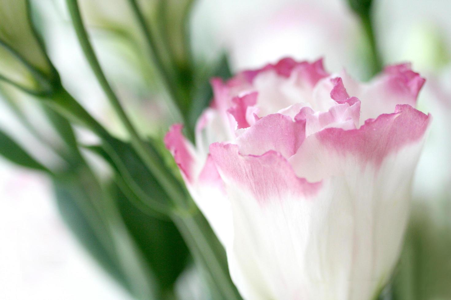 Beautiful flower close up on blur background photo