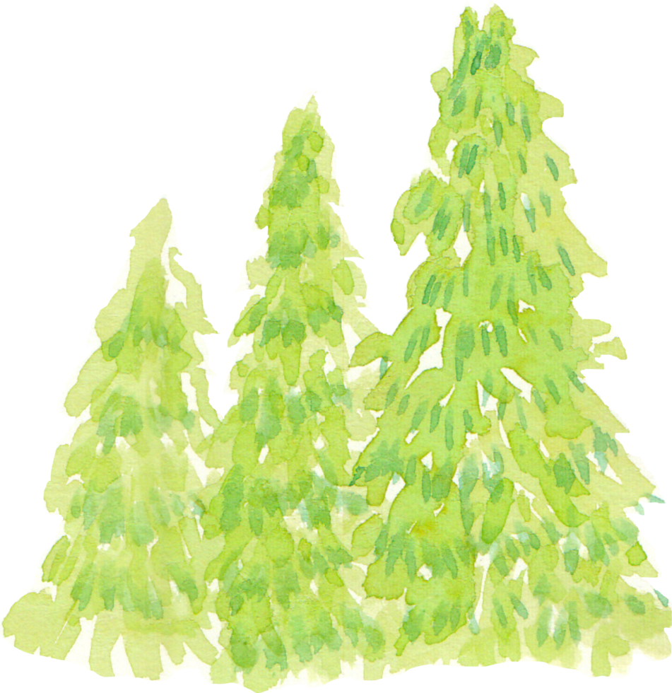 watercolor pine tree png