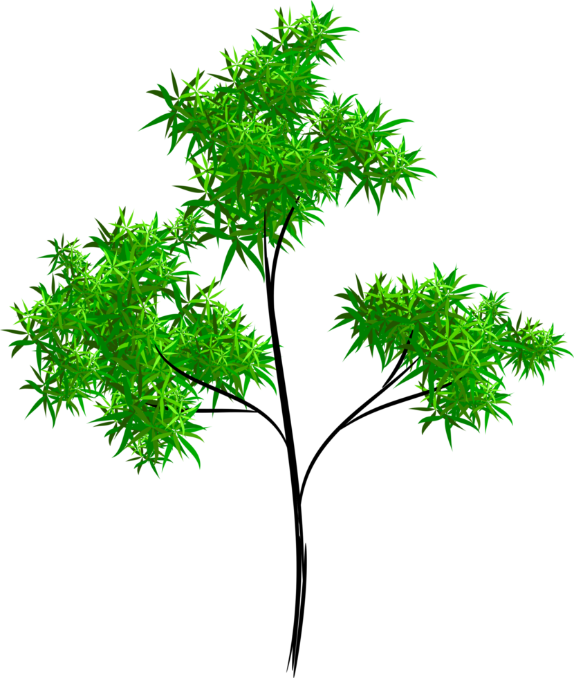 tree transparent background png