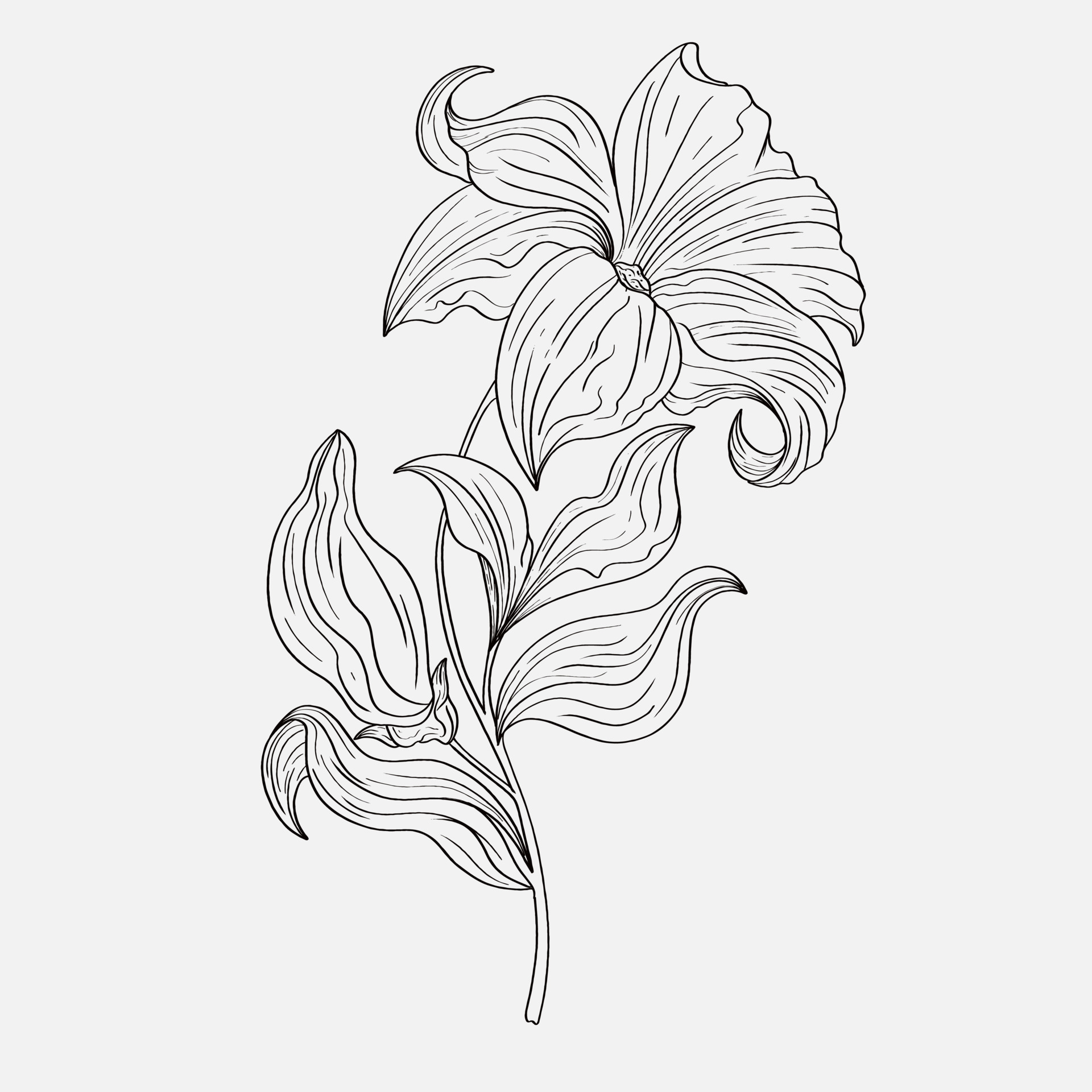 lily outline coloring page