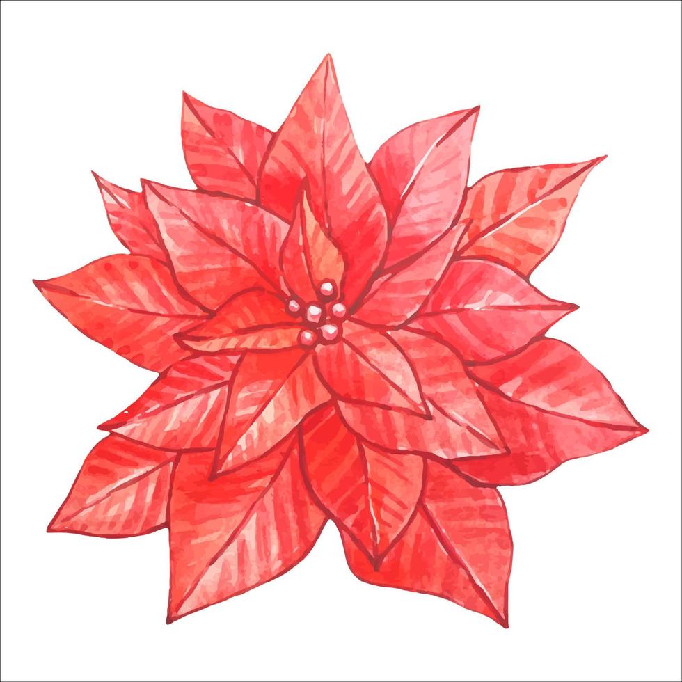 poinsettia acuarela roja aislado vector