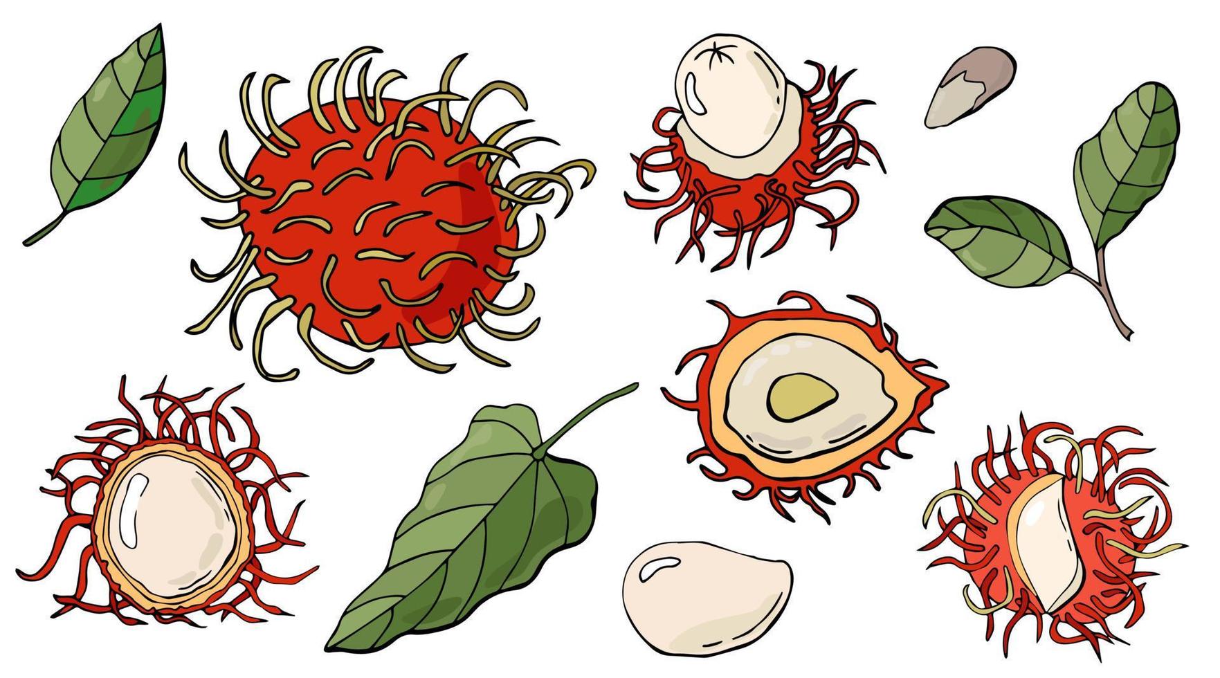Set of fruits and leaves of rambutan. Vector illustration. White background, isolate.