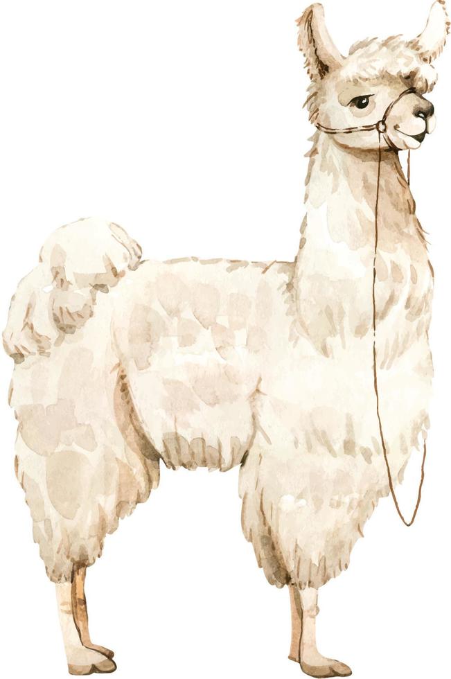 alpaca cute fluffy animal with big eyes, watercolor illustration. vector