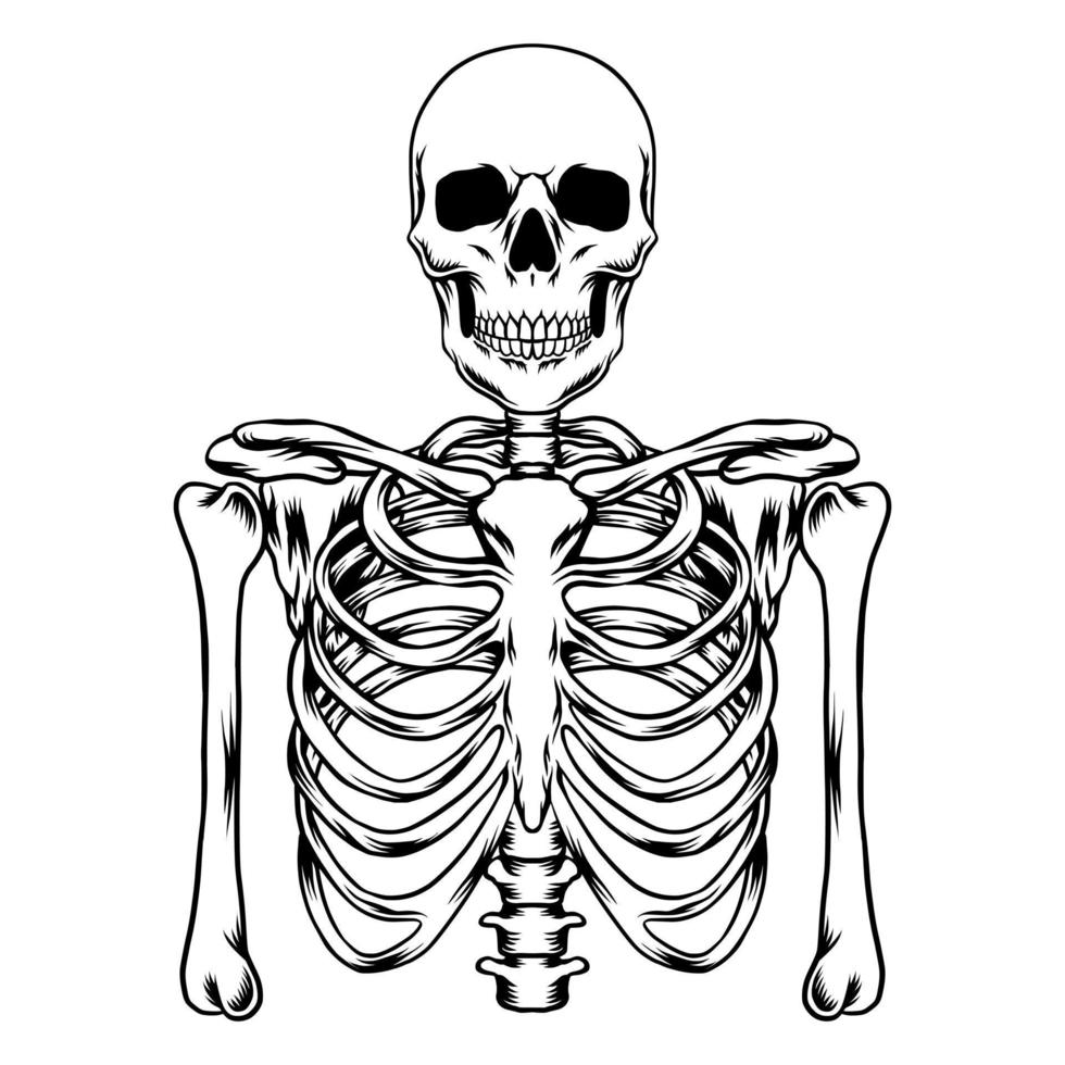 Human skeleton vector art