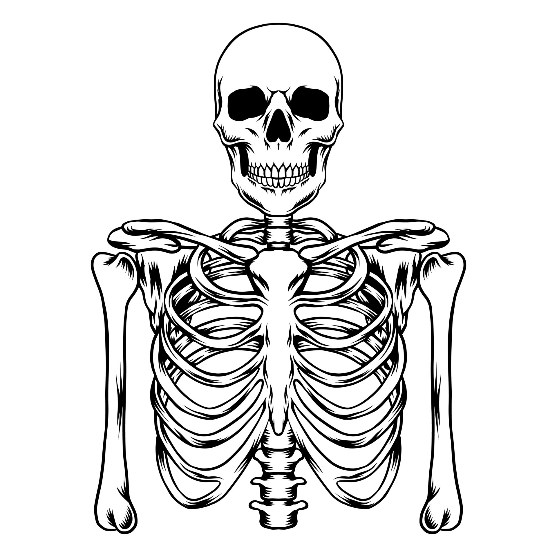 Human Skeleton Vector Art 13373993 Vector Art At Vecteezy