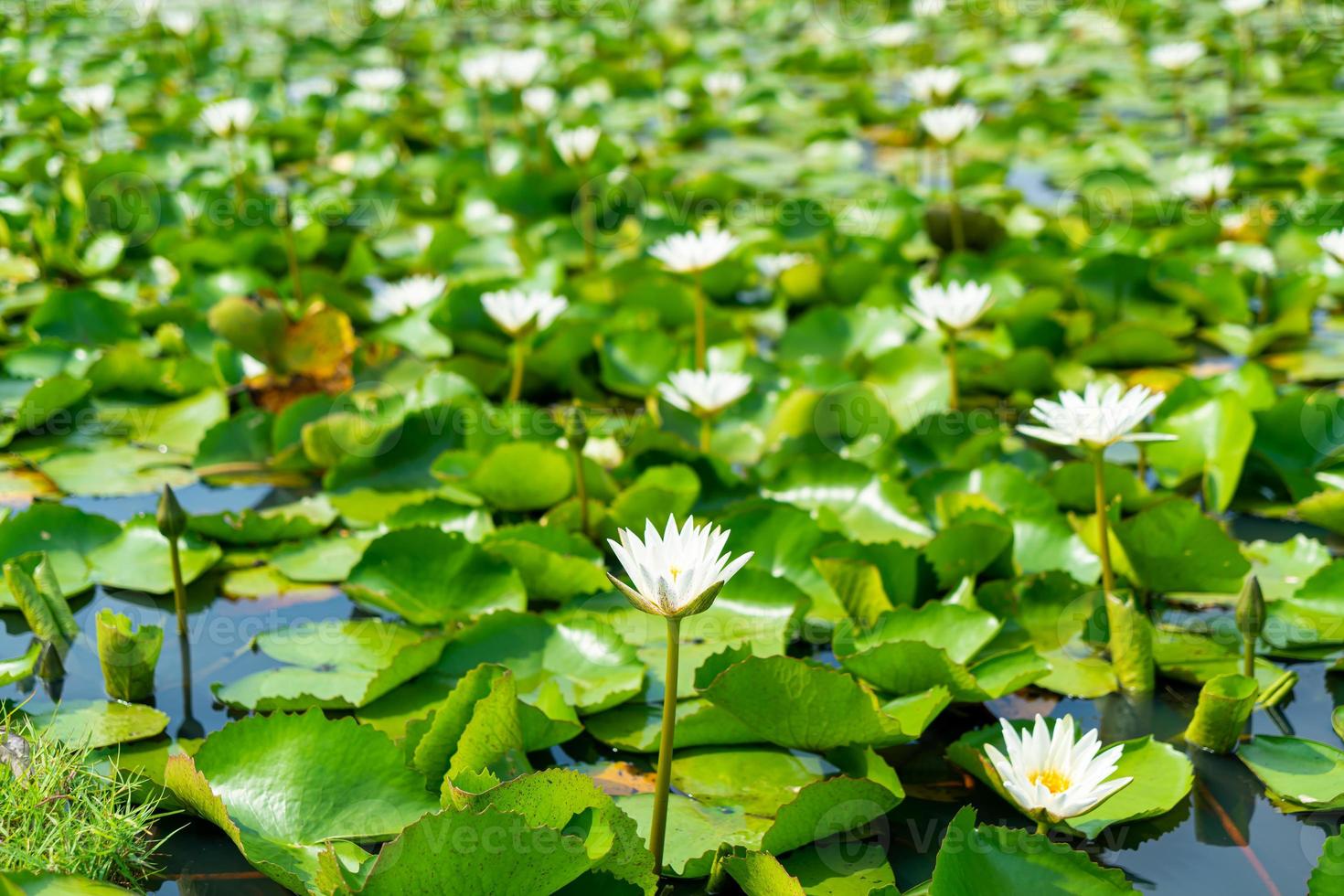 white lotus flower in lotus pond photo