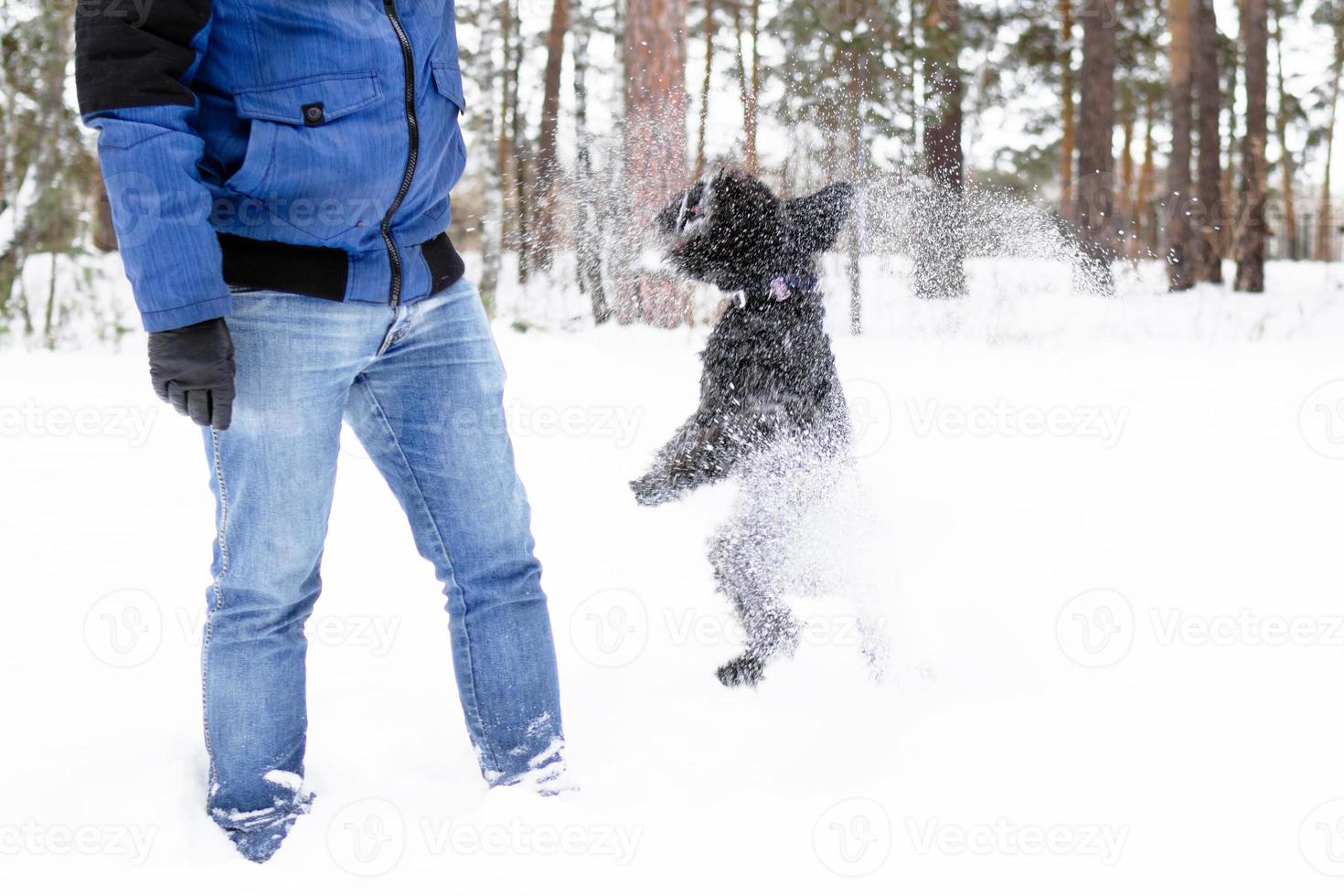 Owner playing with his black miniature schnauzer in winter coniferous forest. photo