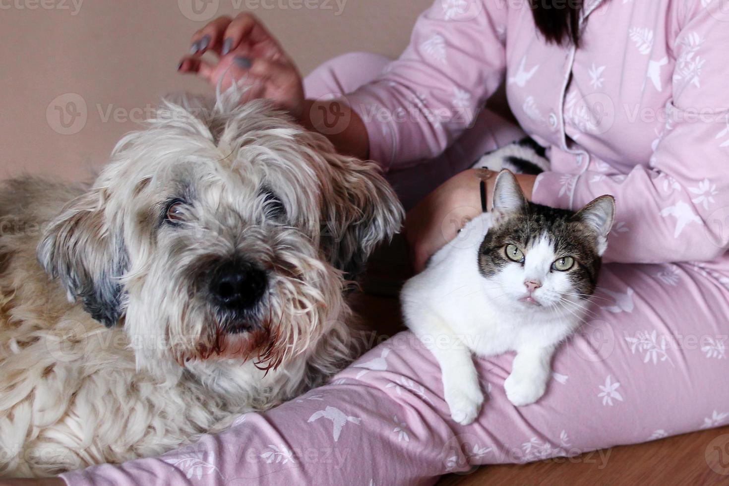Big fluffy South Russian Shepherd Dog and white tabby cat on knees of their owner. photo