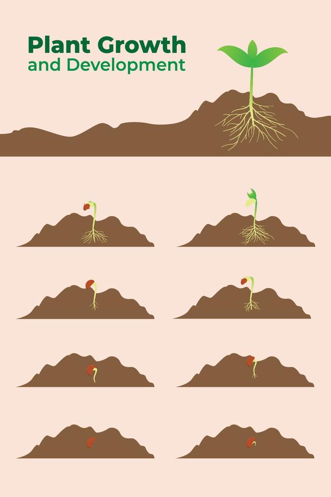 crecimiento y desarrollo de plantas de vector libre