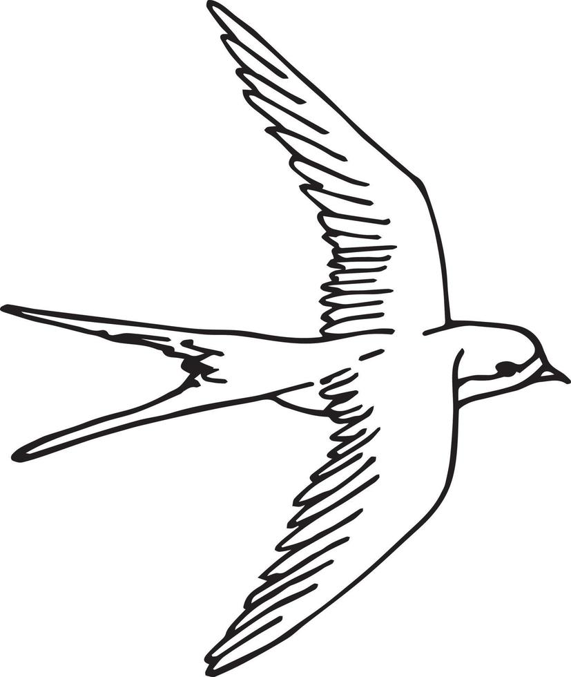 Hand drawn swallow vector