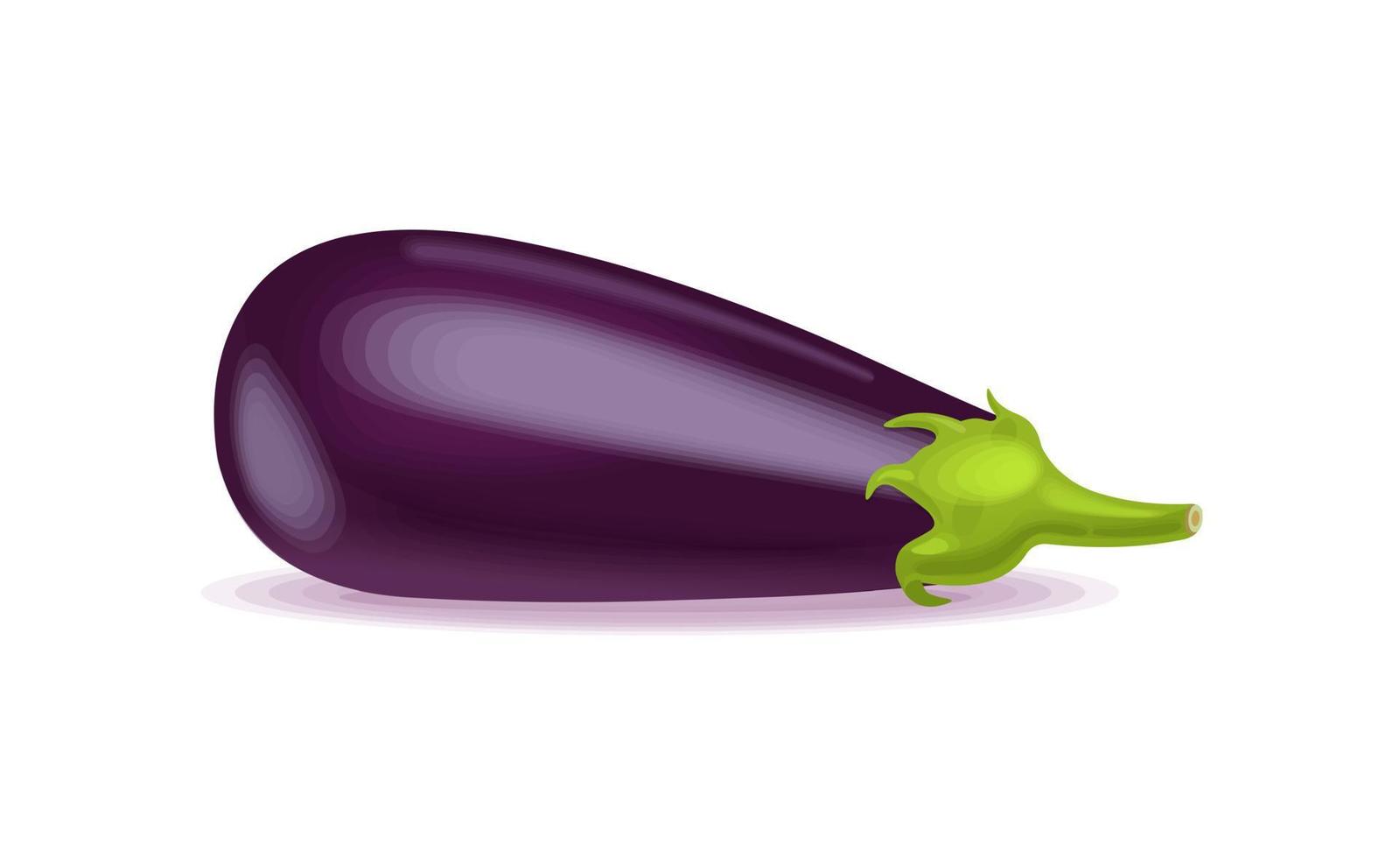 Eggplant vegetable. Healthy food. Vector illustration for farm design.