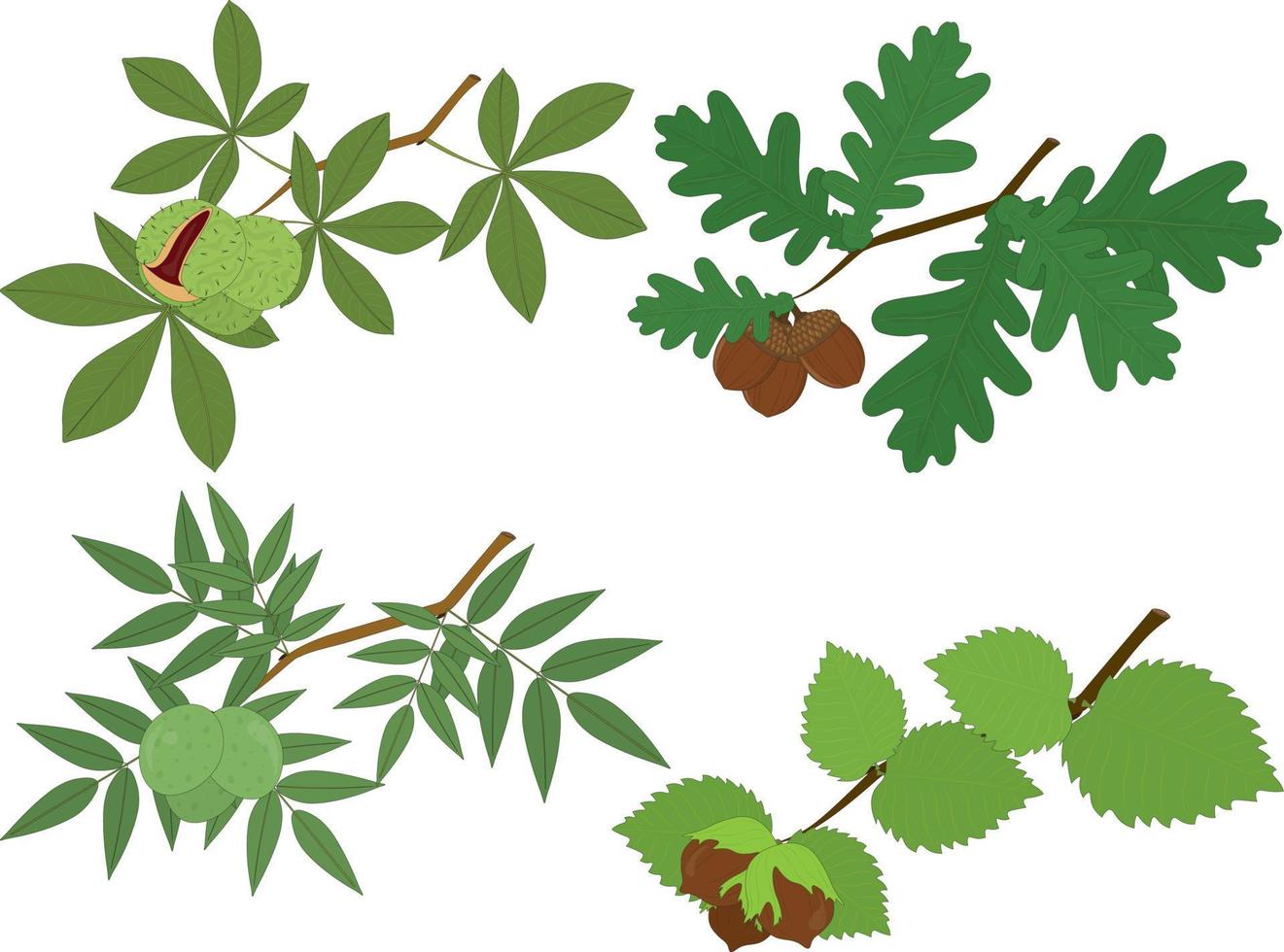 Chestnut, oak, walnut and hazelnut branches with leaves and nuts vector illustration