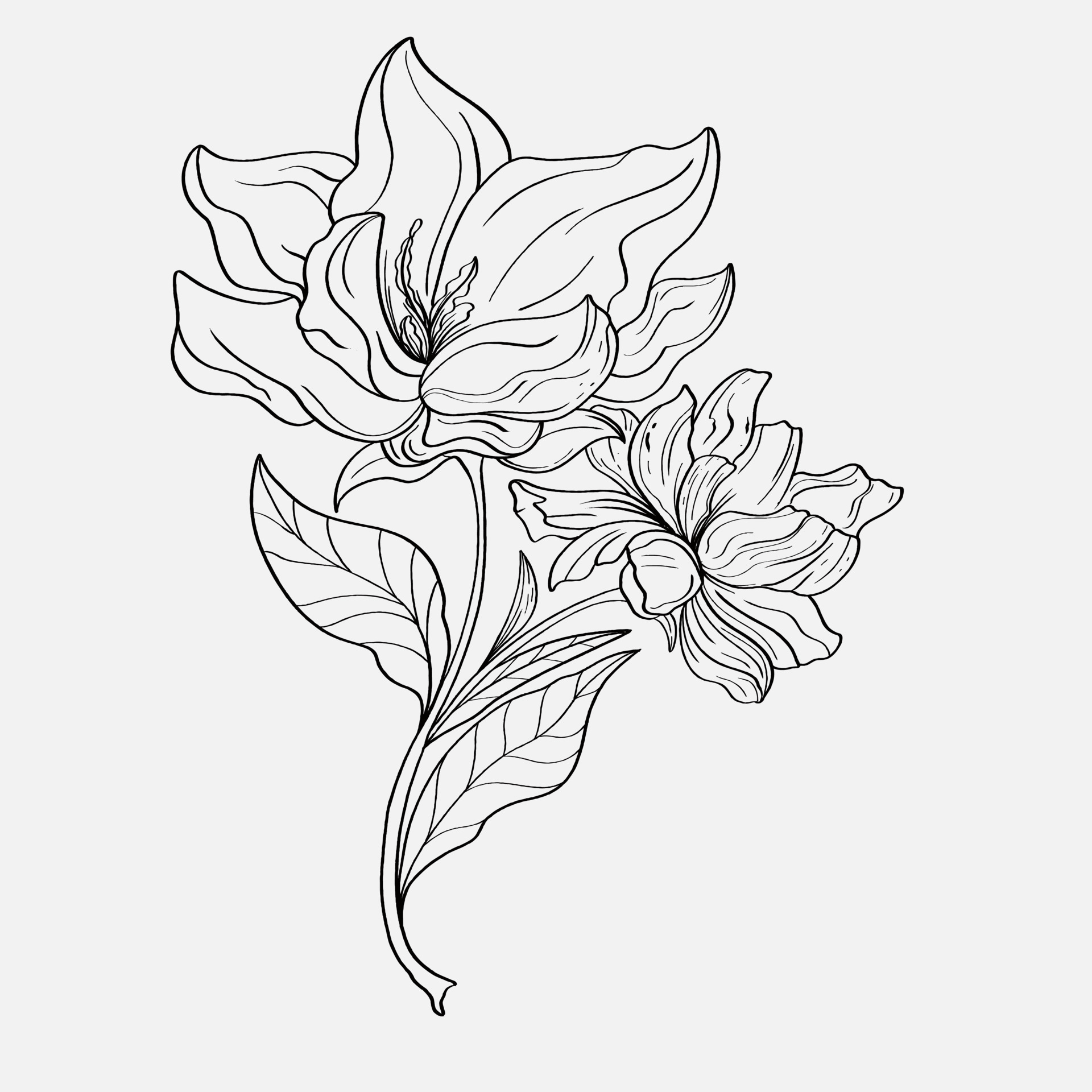 lily outline coloring page