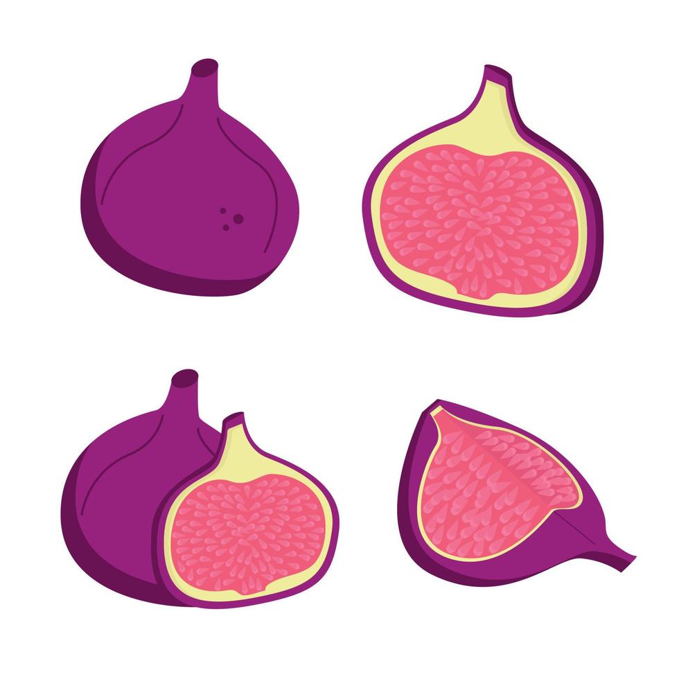 A set of different types of figs vector