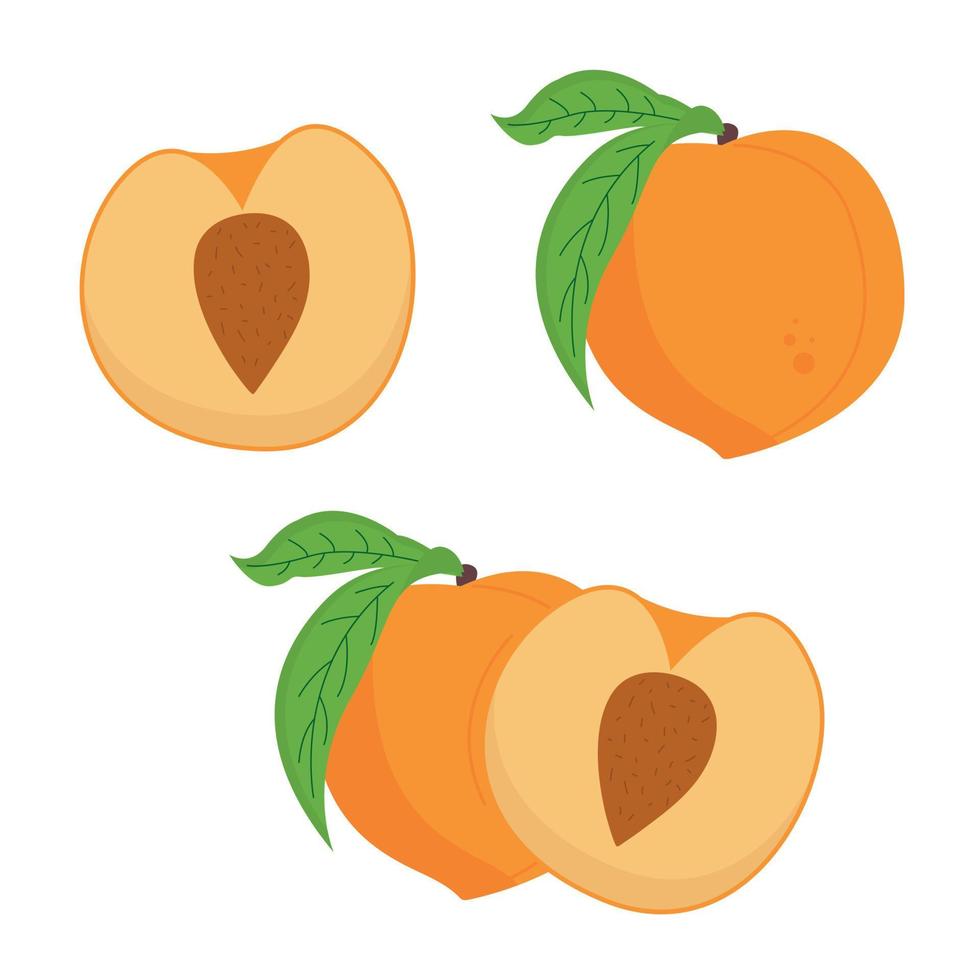 A set of different peaches, whole and sliced vector