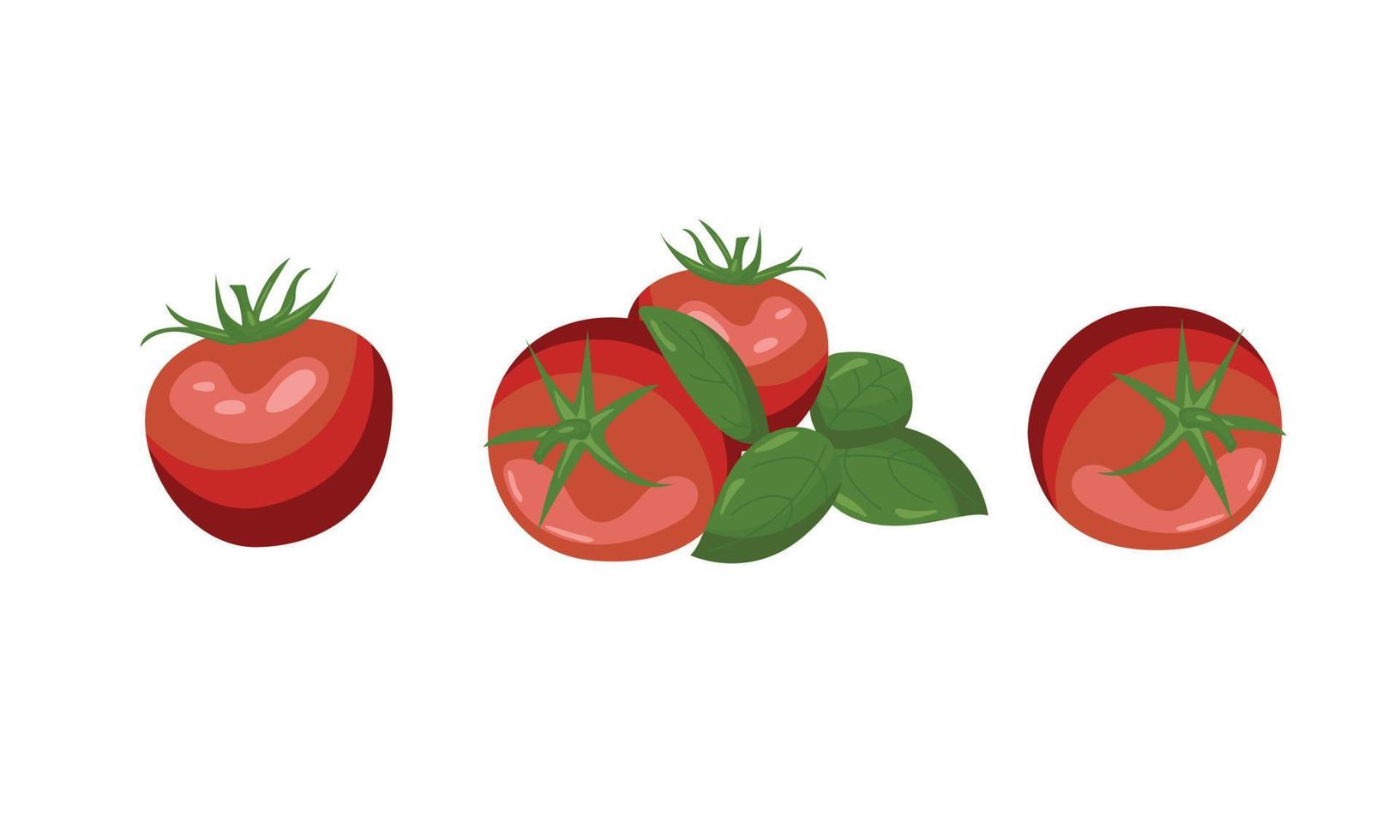 A set of painted different red tomatoes vector