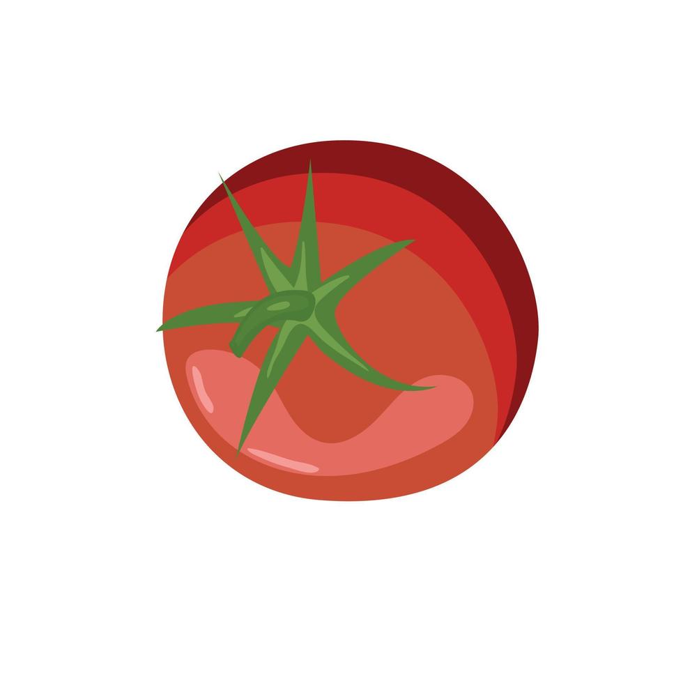 One tomato red drawn vector