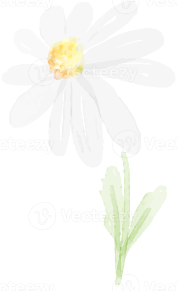 watercolor white daisy png