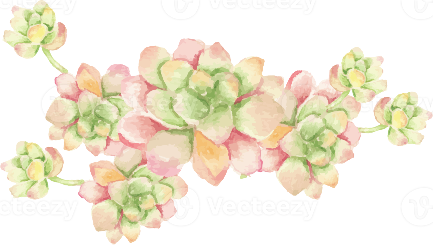 watercolor cactus and succulent bouquet arrangement png