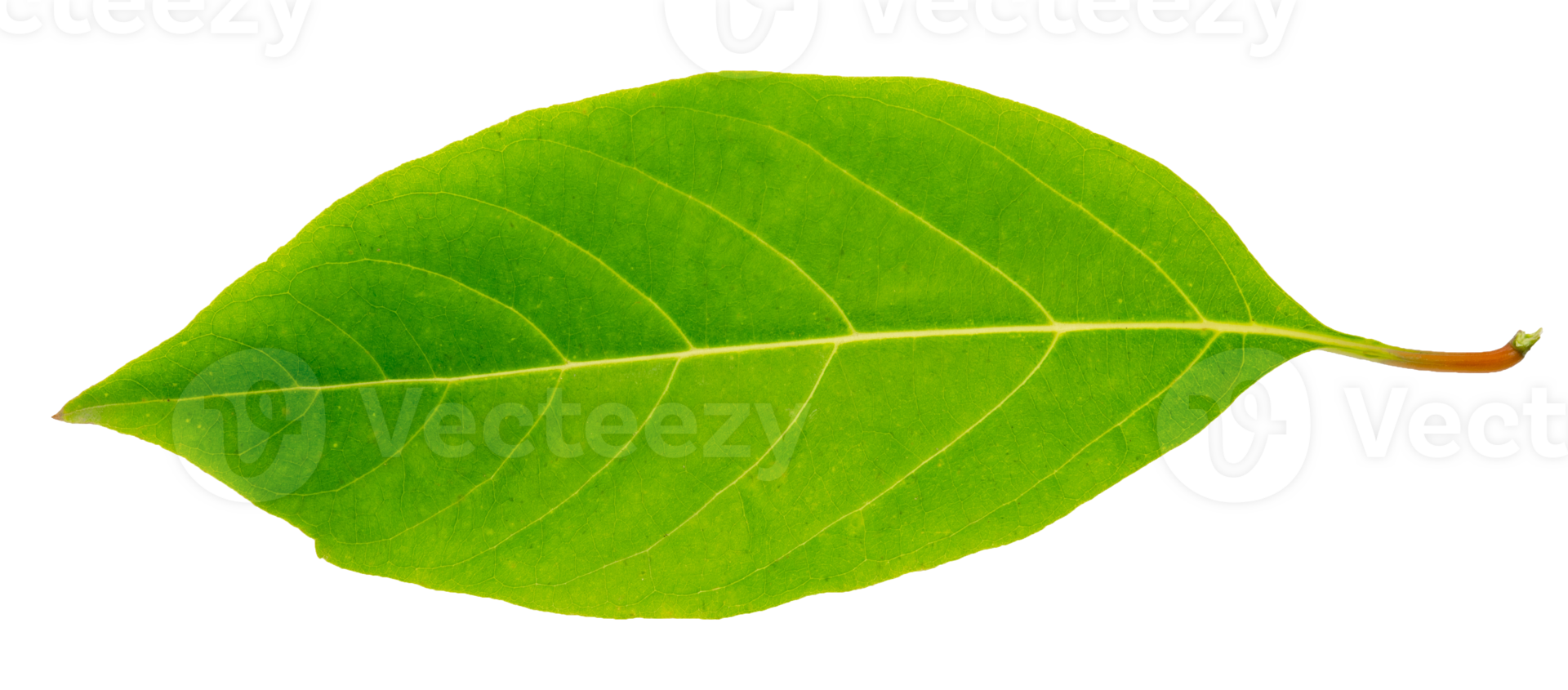 close-up folha verde fresco isolado png