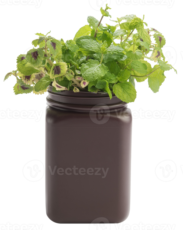 Young plant of Plectranthus amboinicus mexican mint in flowerpot