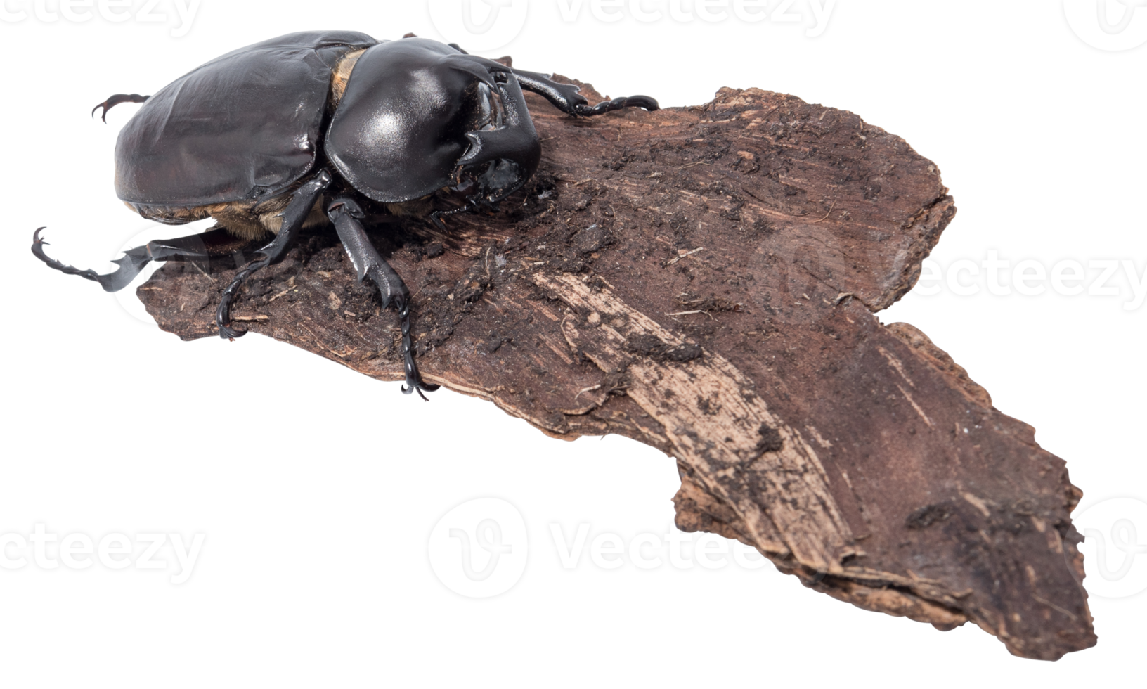 Rhinoceros beetle isolated png