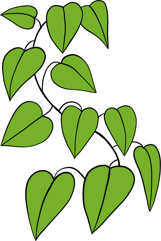 simplicity devil ivy freehand drawing png