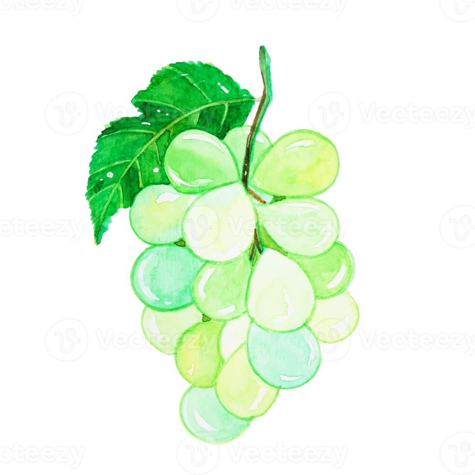 Watercolor green grape fruit png