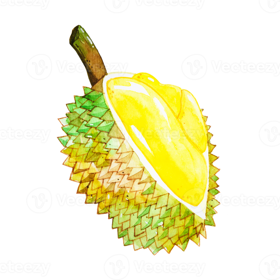 Watercolor durian fruit png