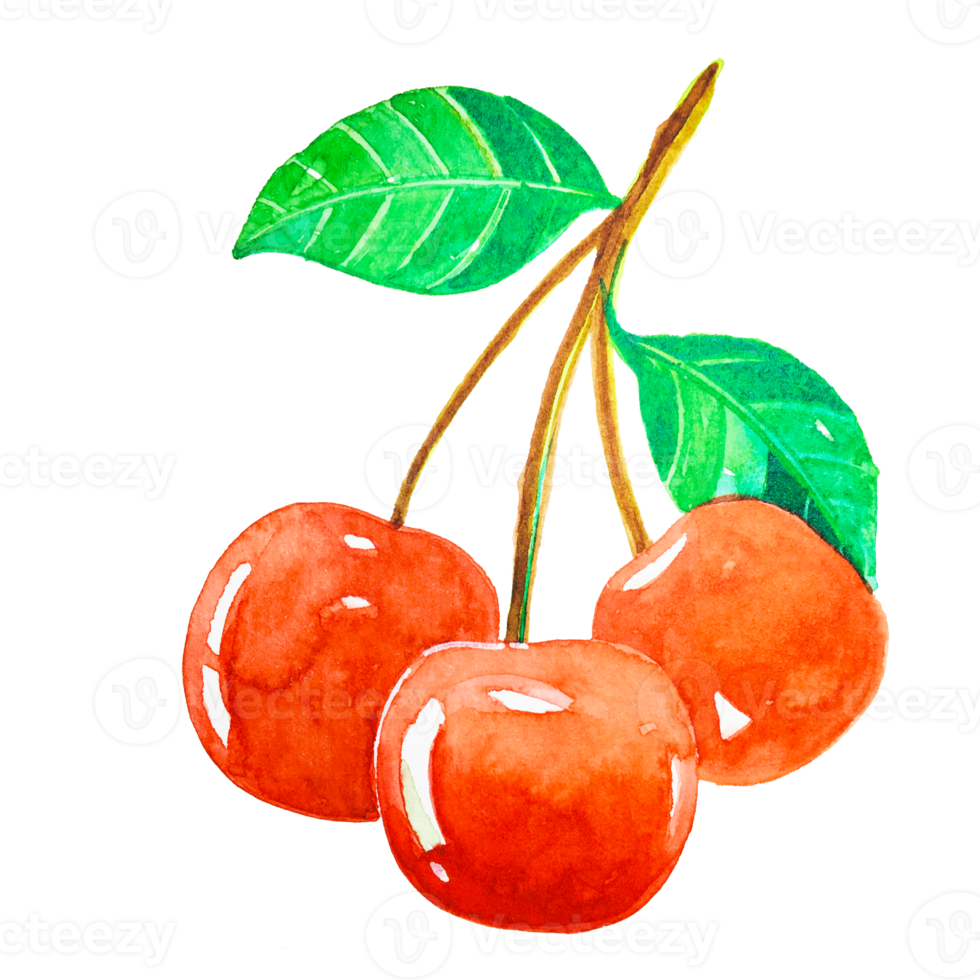 aquarela de frutas vermelhas png