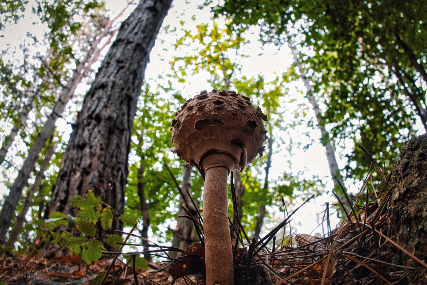 macrolepiota procera, known as drum club, is a fungus that grows in the woods under plants in autumn photo