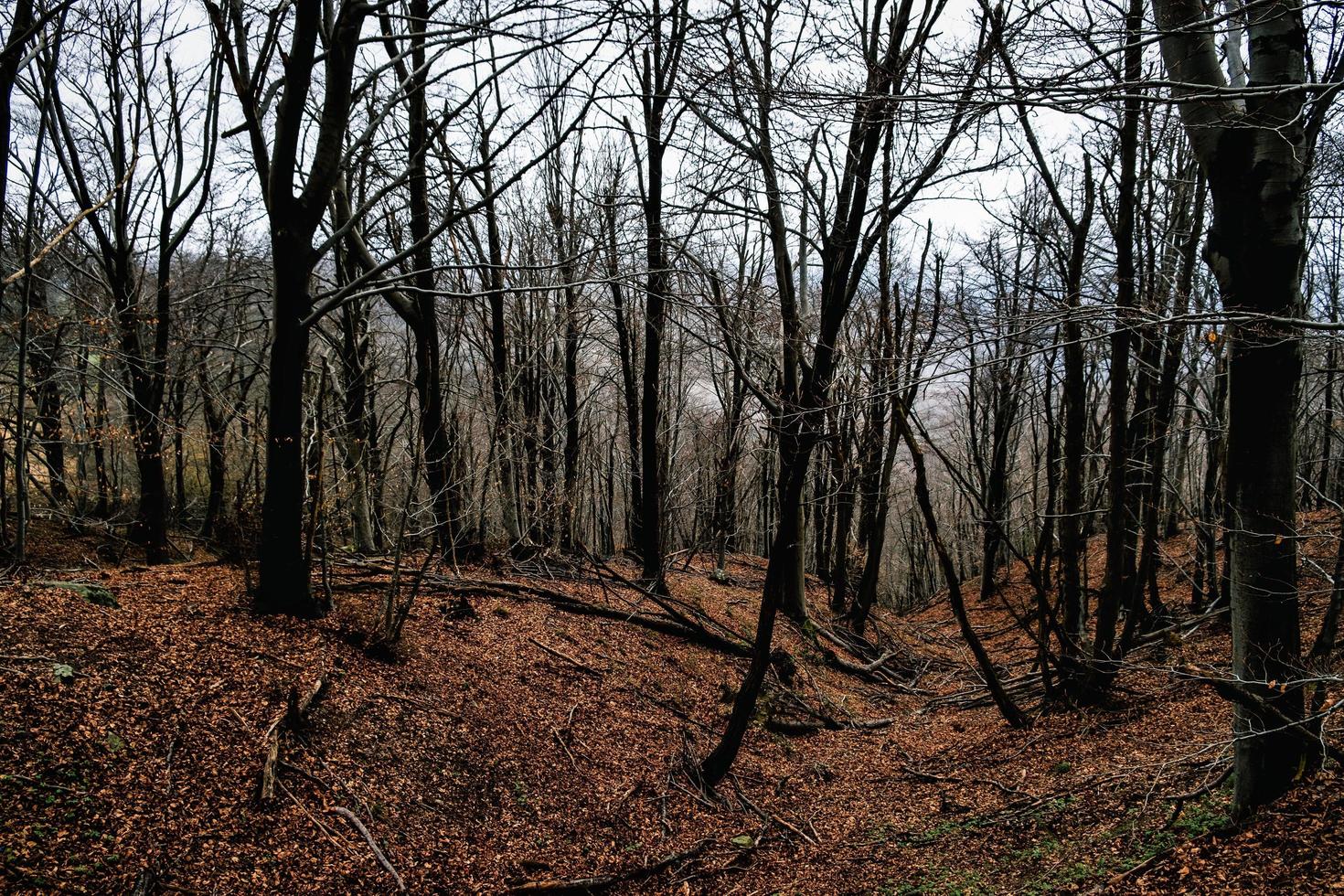 the magic of the vivid colors of autumn in the Italian woods in October 2022 photo