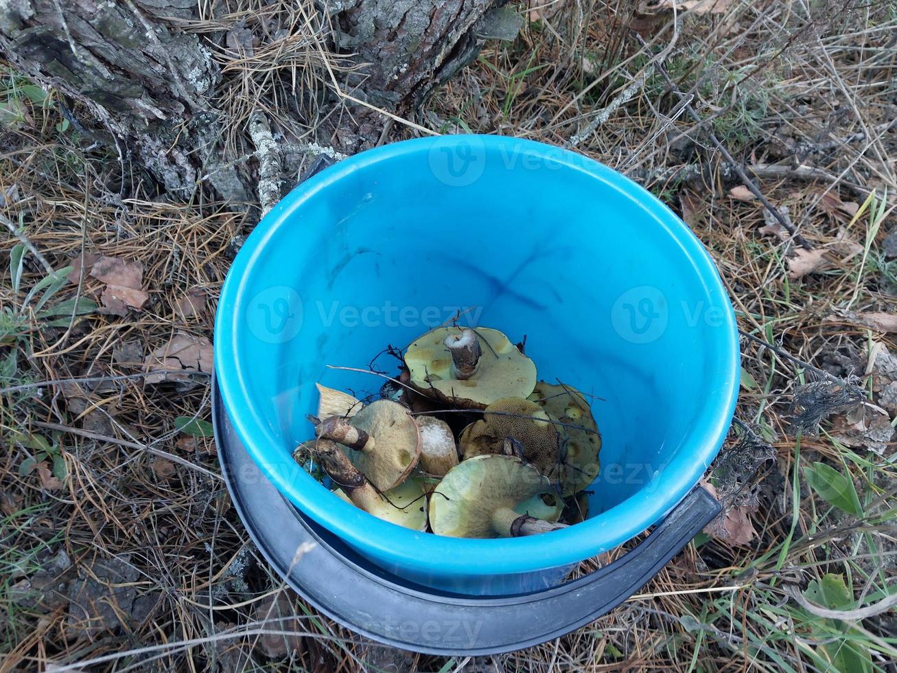 Forest mushrooms grew in autumn photo