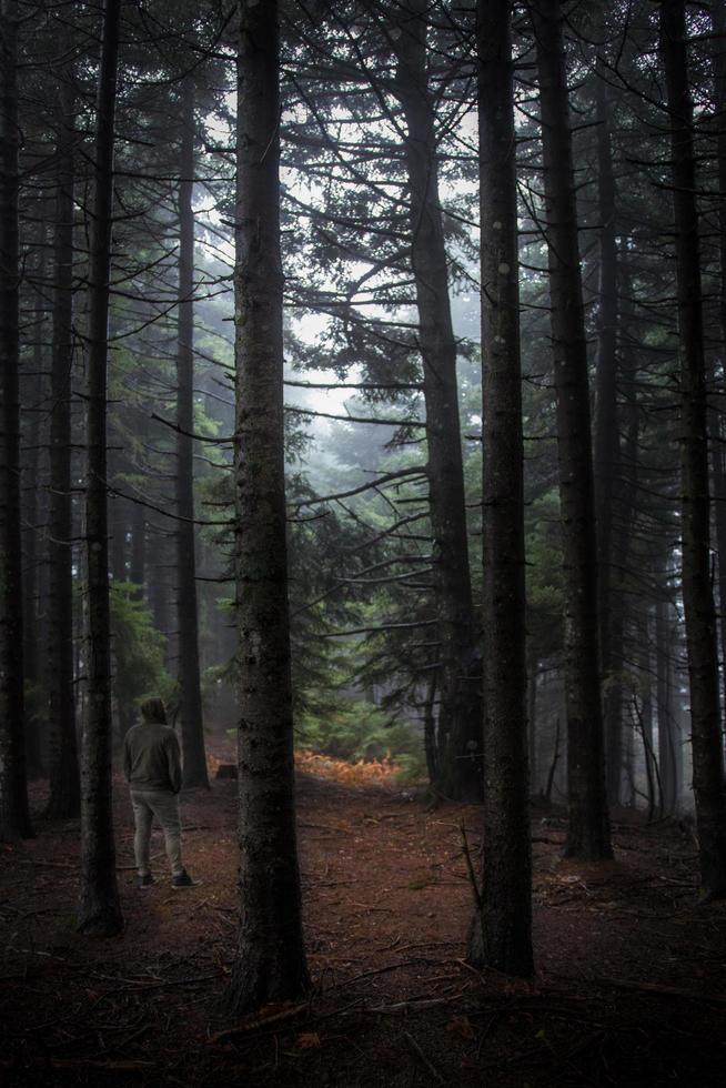 Wandering in Misty Woods photo
