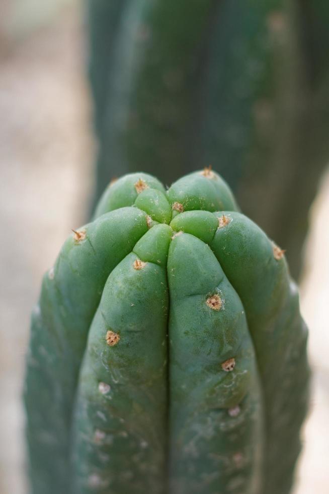 Green Cactus Closeup photo